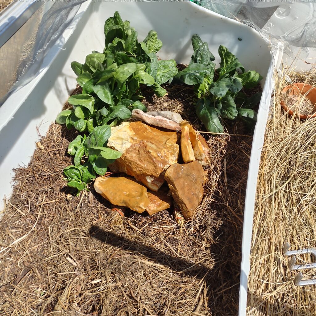 CarvedCanoe - In a barrel planter, stone pile collects rainwater, sending it to a separate reservoir under soil. 2 straw wicks draw water to warmest part of container as needed. I use the cutoff from the barrel as a rain collector during the grow season and a protective cover during the winter. Side note: the spinach is from last season. (2021 Paul Marak)